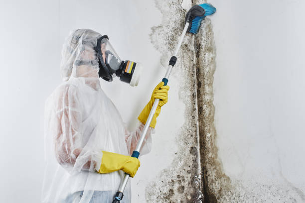 Best Black Mold Removal  in Tonka Bay, MN