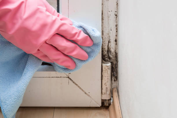 Best Attic Mold Removal  in Tonka Bay, MN