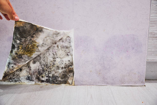 Mold Testing and Removal in Tonka Bay, MN
